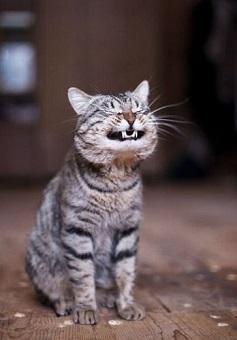 動物の画像にセリフを付けるトピ