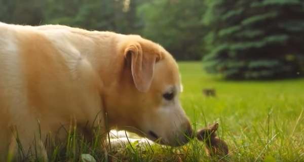 動物の画像にセリフを付けるトピ