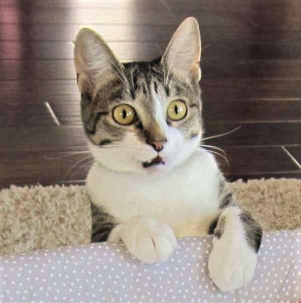 動物の画像にセリフを付けるトピ
