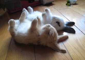 動物の画像にセリフを付けるトピ