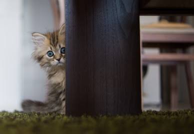 動物の画像にセリフを付けるトピ