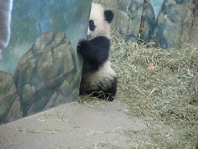 動物の画像にセリフを付けるトピ