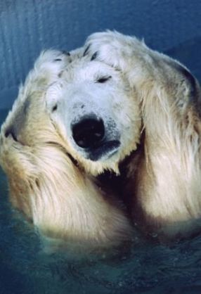 動物の画像にセリフを付けるトピ