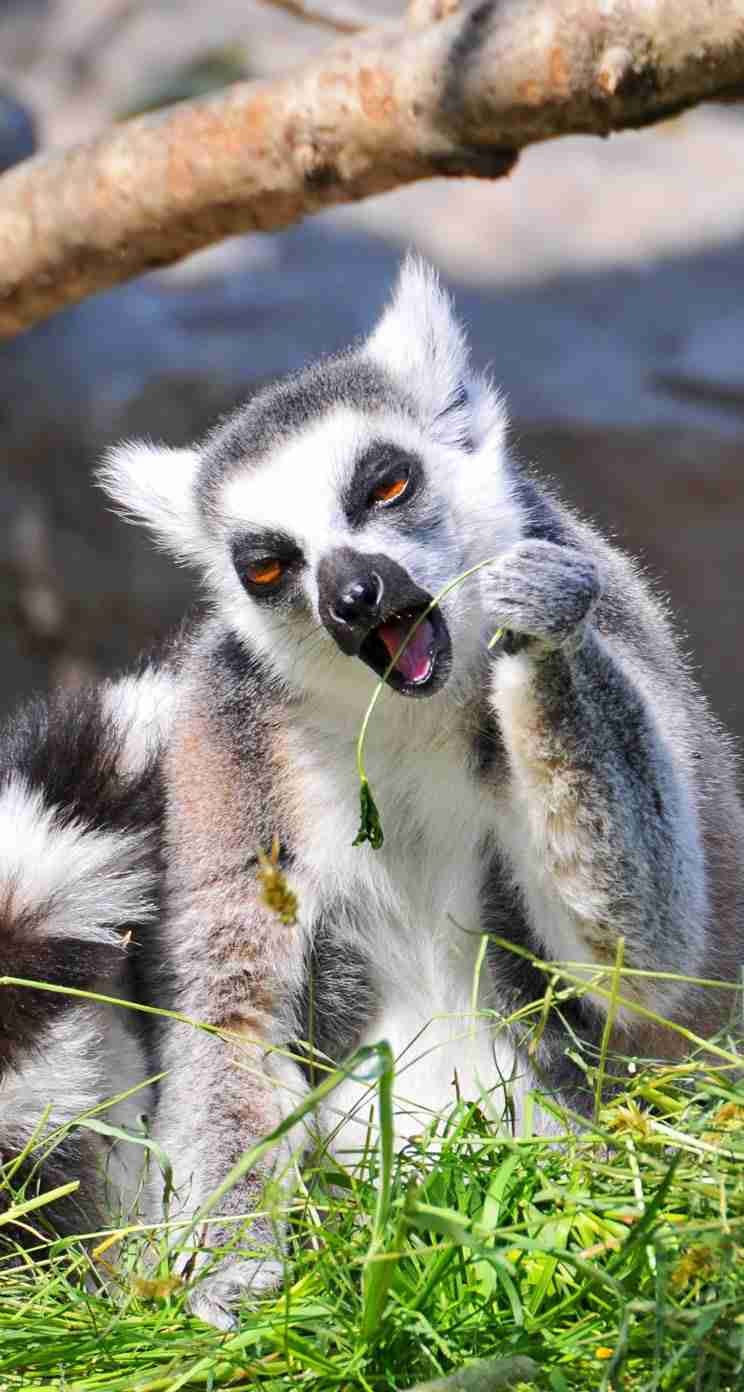 動物の画像にセリフを付けるトピ