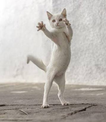 動物の画像にセリフを付けるトピ