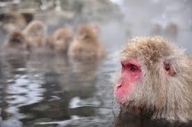 動物の画像にセリフを付けるトピ