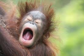 動物の画像にセリフを付けるトピ