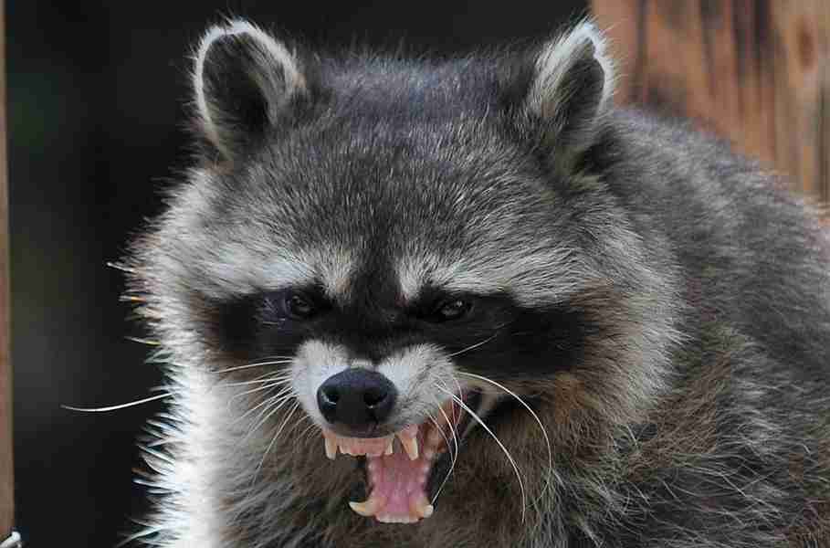 動物の画像にセリフを付けるトピ