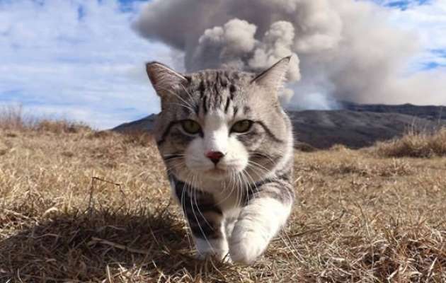 動物の画像にセリフを付けるトピ