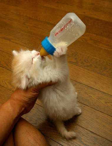 動物の画像にセリフを付けるトピ