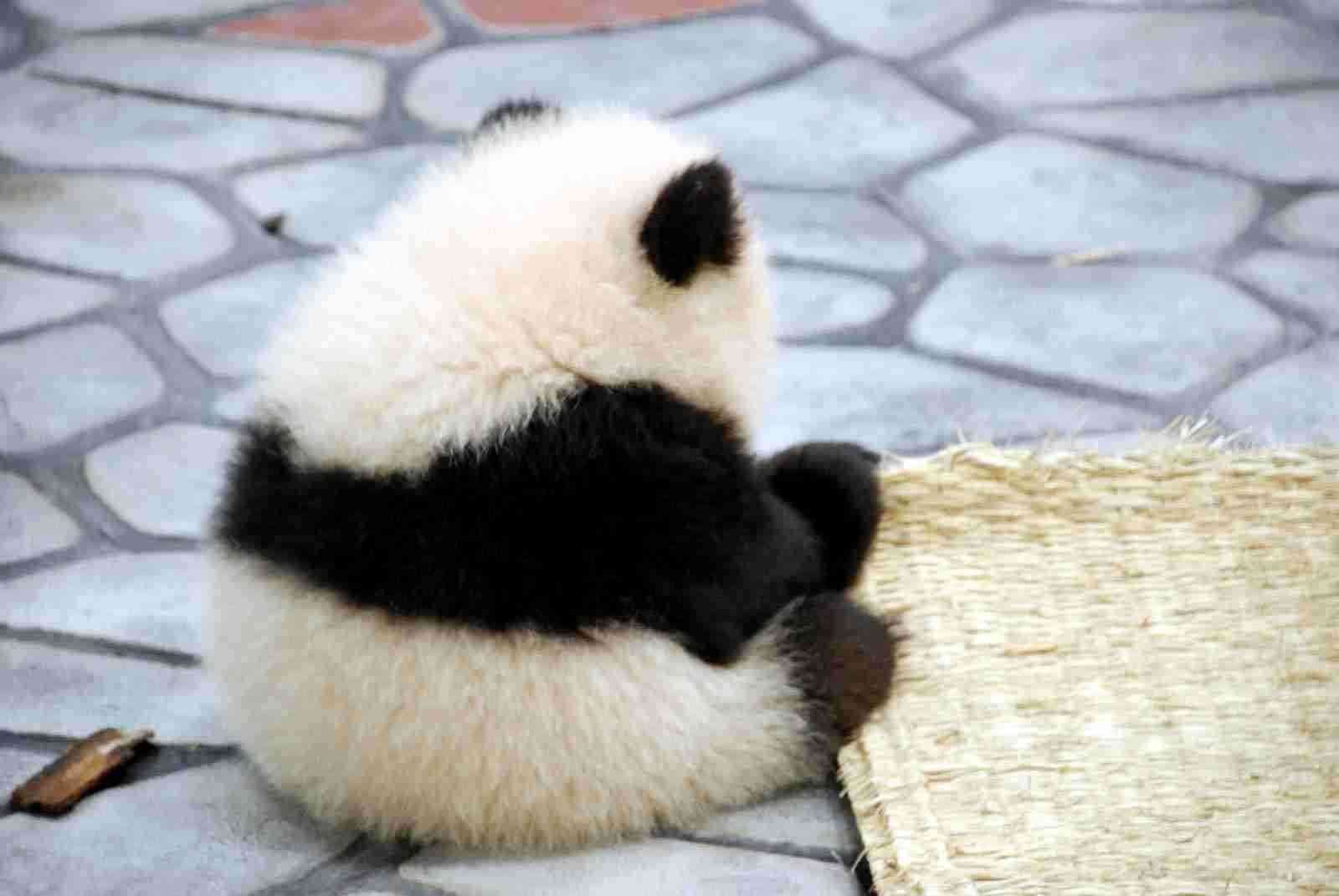動物の画像にセリフを付けるトピ