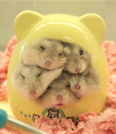 動物の画像にセリフを付けるトピ