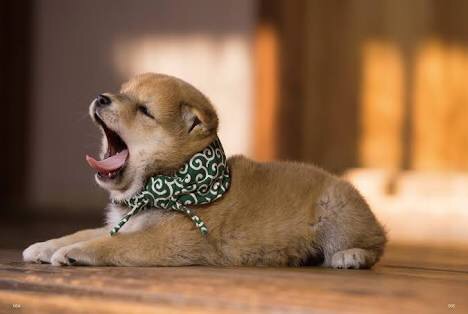 動物の画像にセリフを付けるトピ