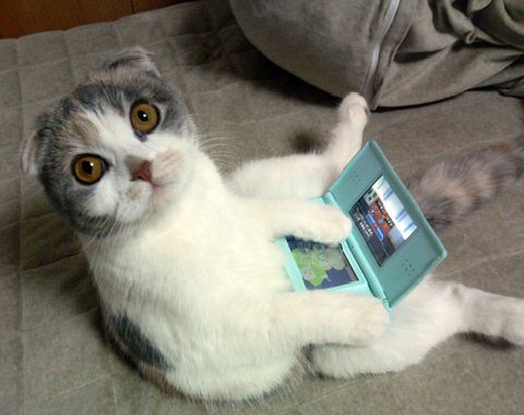 動物の画像にセリフを付けるトピ