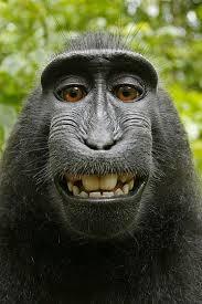 動物の画像にセリフを付けるトピ