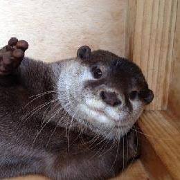 動物の画像にセリフを付けるトピ