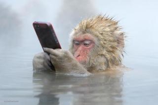 動物の画像にセリフを付けるトピ