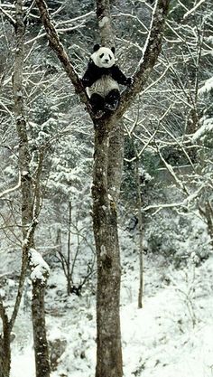 動物の画像にセリフを付けるトピ
