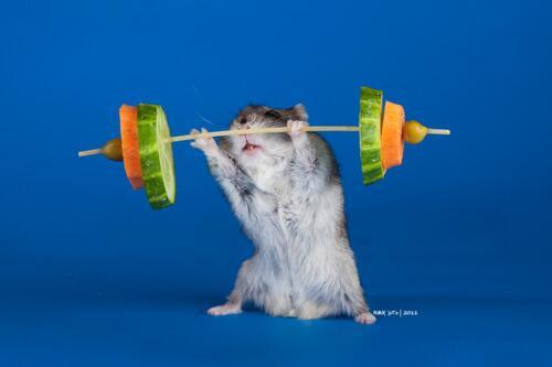 動物の画像にセリフを付けるトピ