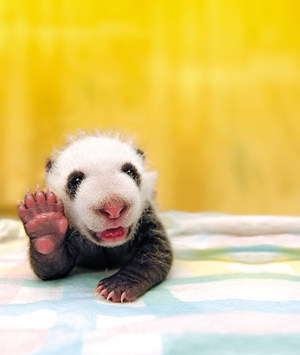 動物の画像にセリフを付けるトピ
