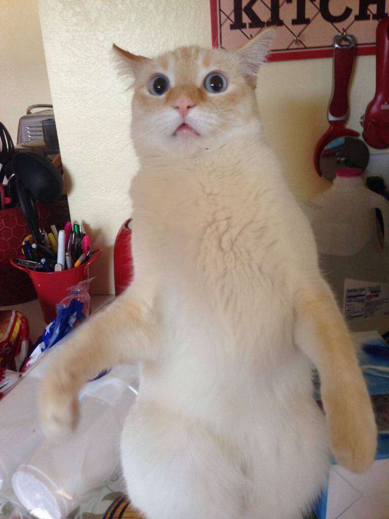 動物の画像にセリフを付けるトピ