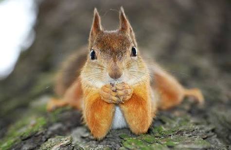 動物の画像にセリフを付けるトピ