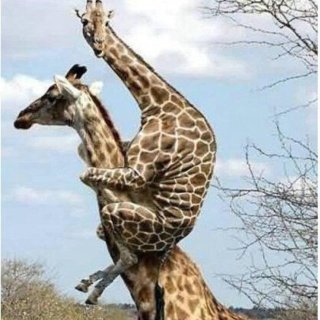 動物の画像にセリフを付けるトピ