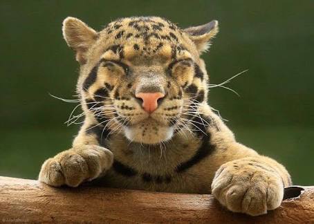 動物の画像にセリフを付けるトピ