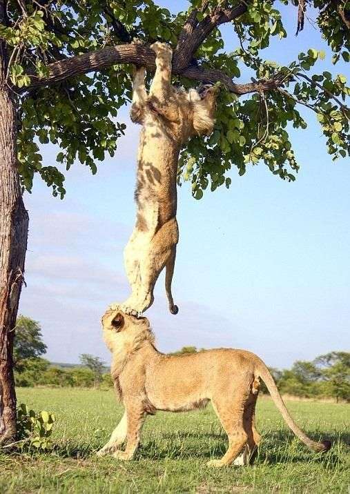 動物の画像にセリフを付けるトピ