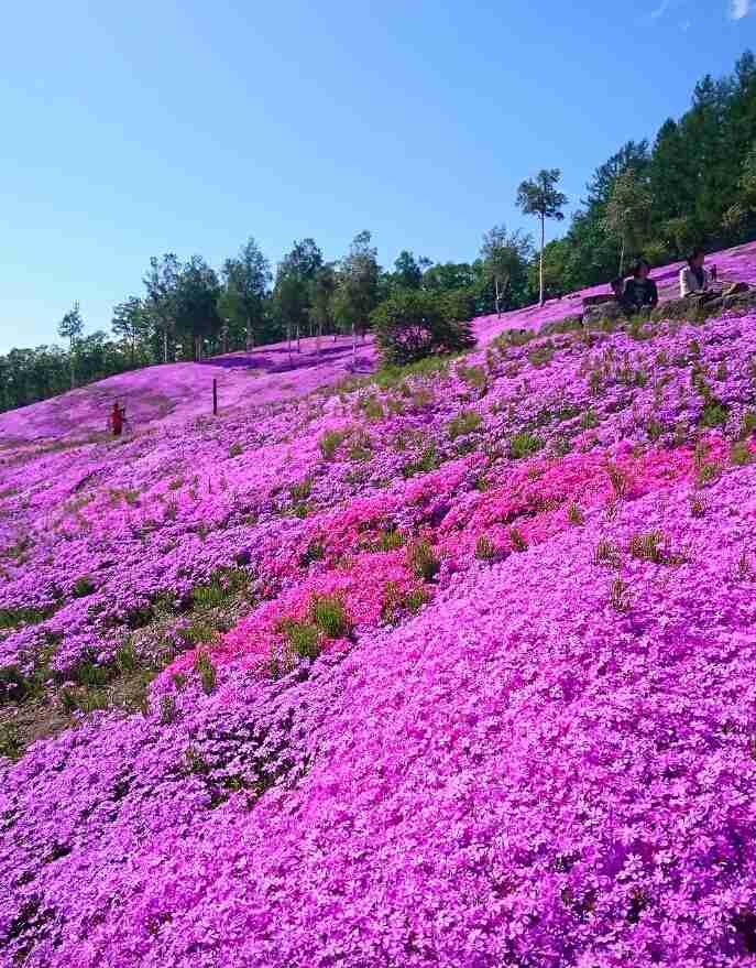 ところでみんな春になったらどこ行く?