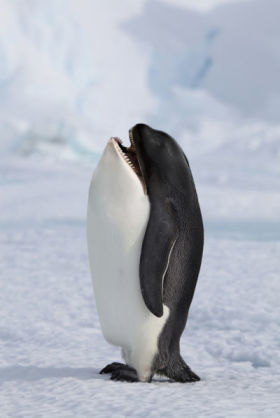 ほんやり見ると違う物に見える画像