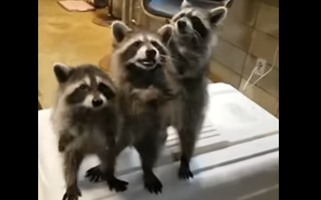 韓流が苦手な人だけ集まれ！part3