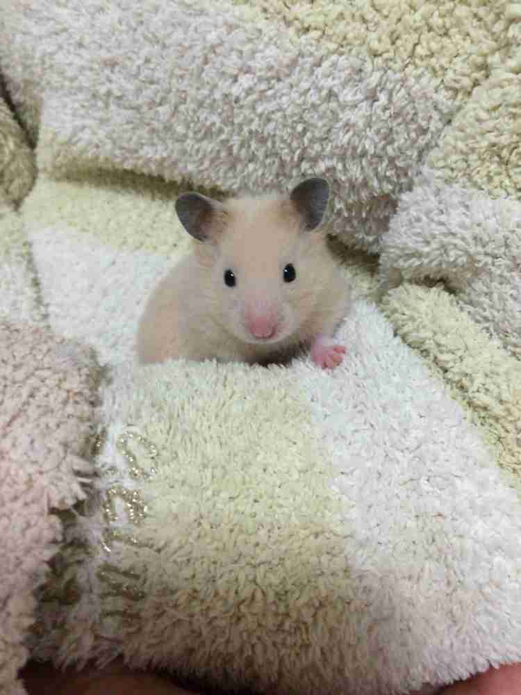 動物の赤ちゃんの画像で和みましょう