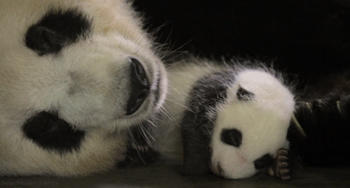 動物の赤ちゃんの画像で和みましょう