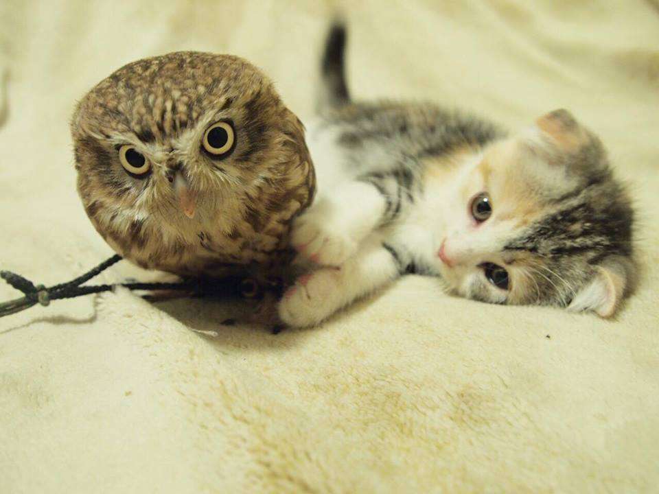 動物の赤ちゃんの画像で和みましょう