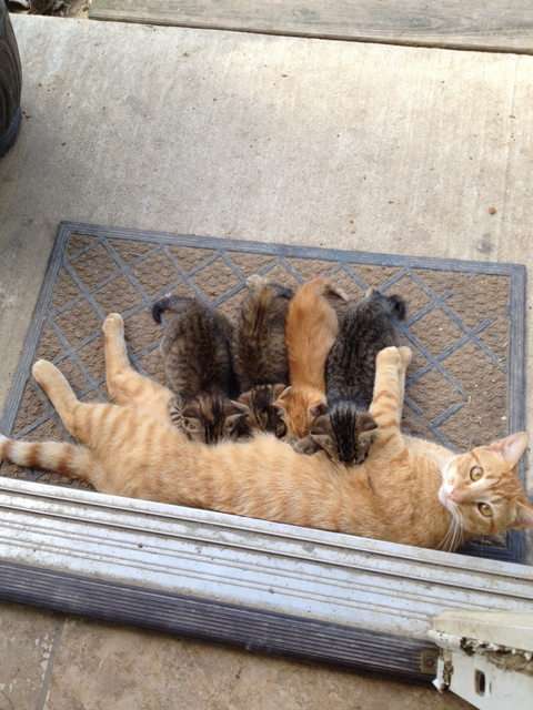 動物の赤ちゃんの画像で和みましょう