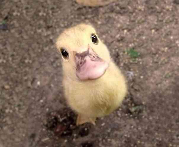 動物の赤ちゃんの画像で和みましょう