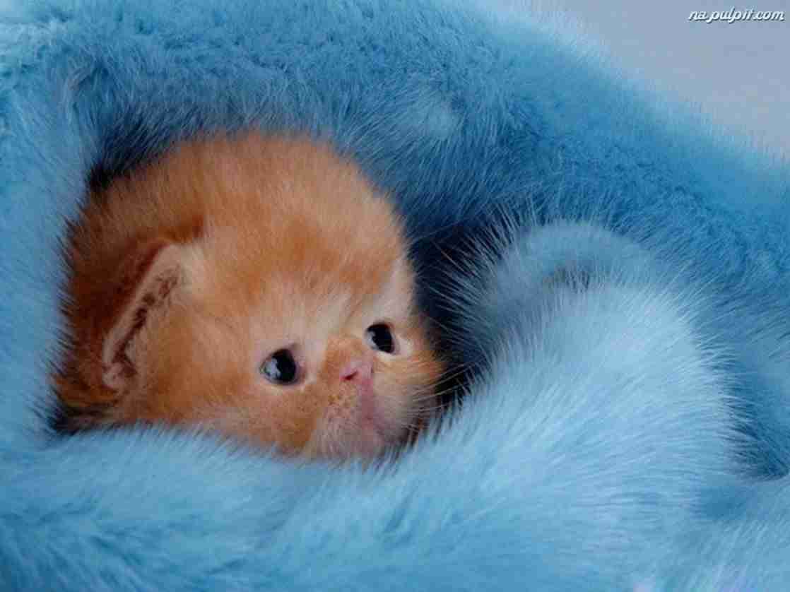動物の赤ちゃんの画像で和みましょう