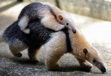 動物の赤ちゃんの画像で和みましょう