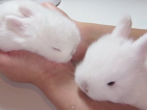 動物の赤ちゃんの画像で和みましょう