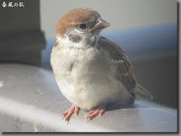 動物の赤ちゃんの画像で和みましょう