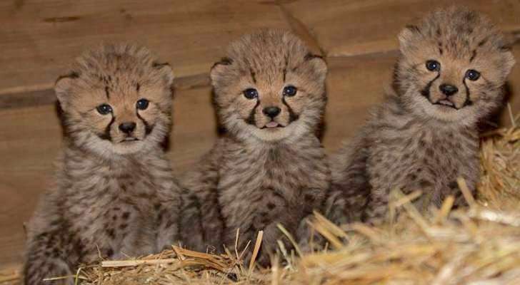 動物の赤ちゃんの画像で和みましょう