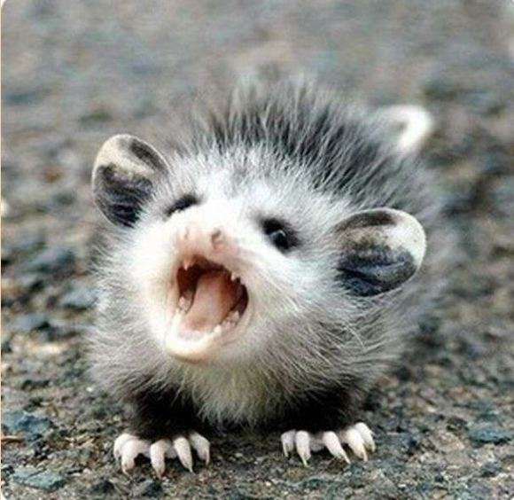 動物の赤ちゃんの画像で和みましょう