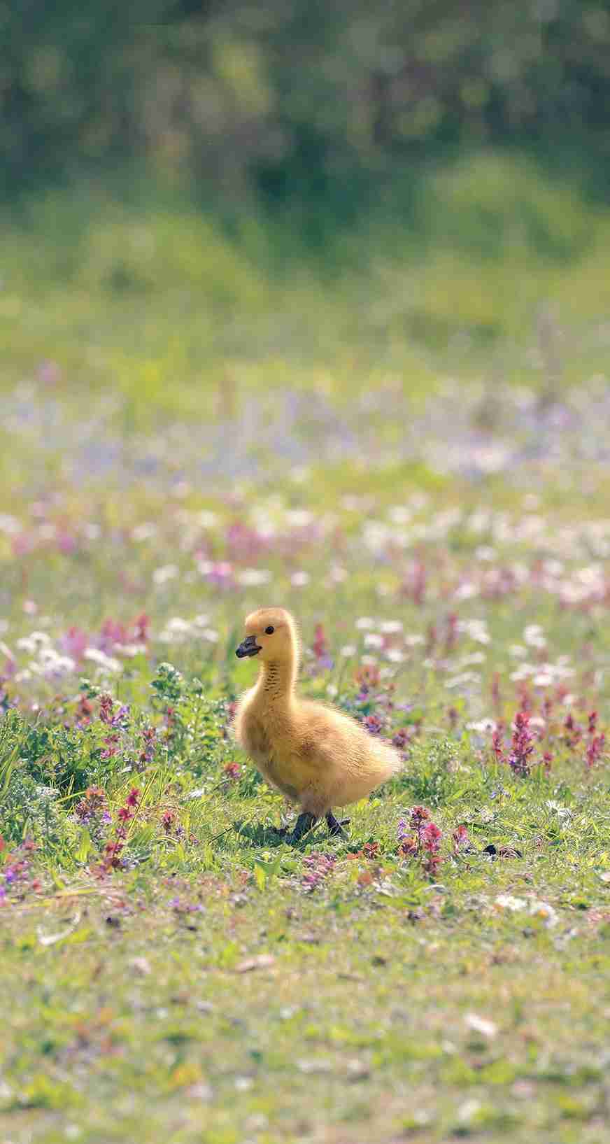 動物の赤ちゃんの画像で和みましょう