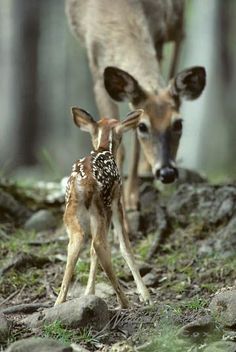 動物の赤ちゃんの画像で和みましょう