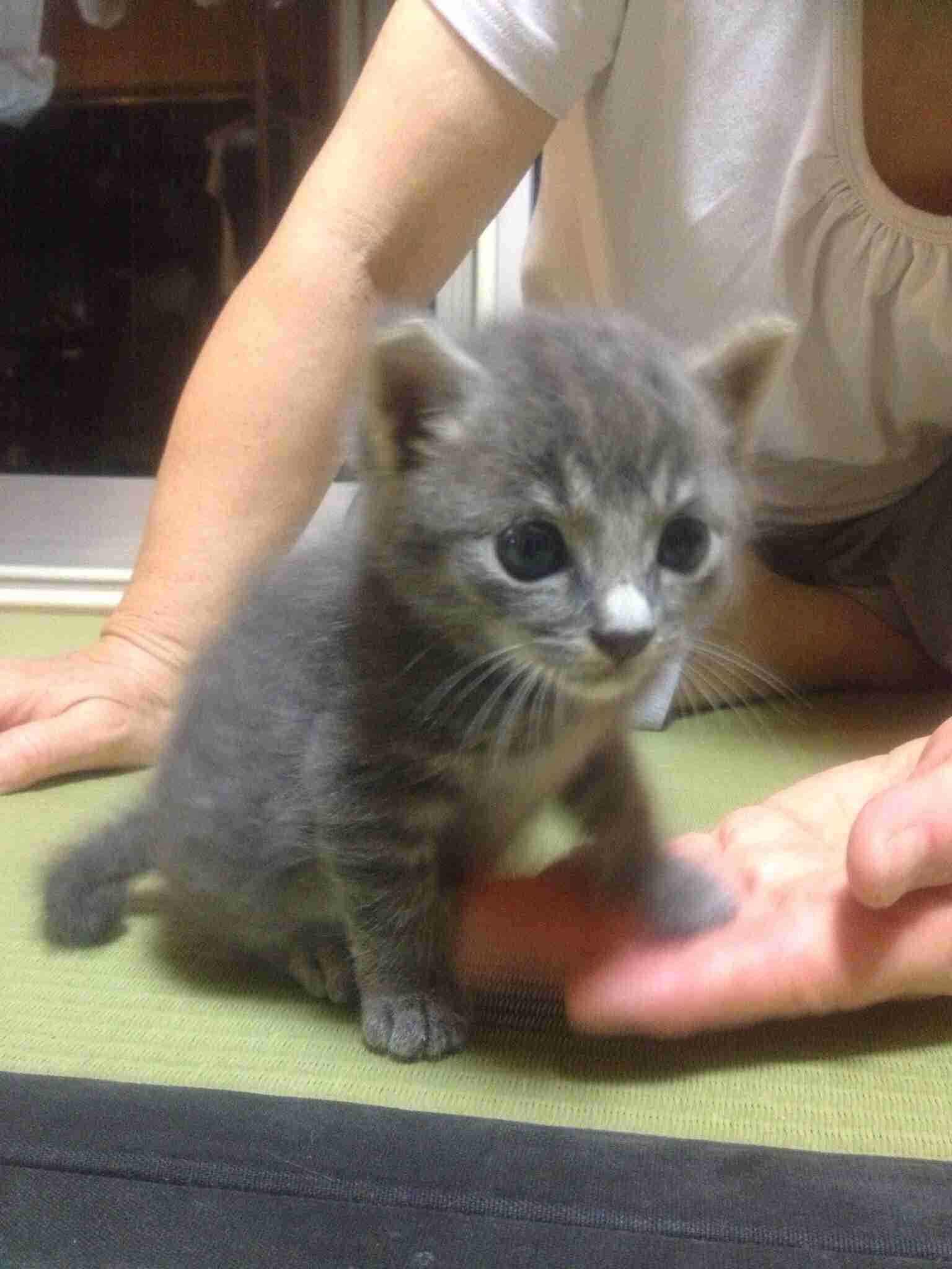 動物の赤ちゃんの画像で和みましょう