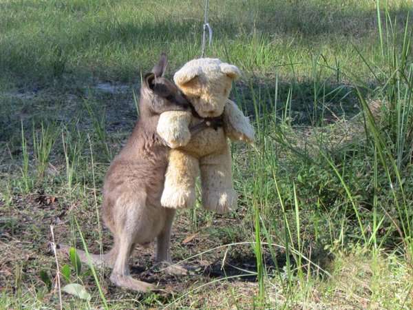 動物の赤ちゃんの画像で和みましょう