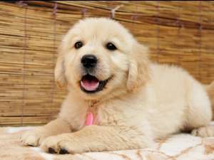 動物の赤ちゃんの画像で和みましょう