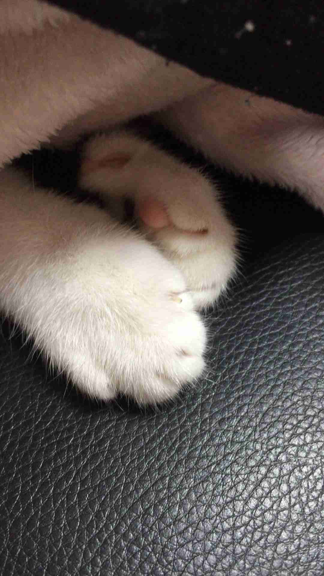 動物の赤ちゃんの画像で和みましょう