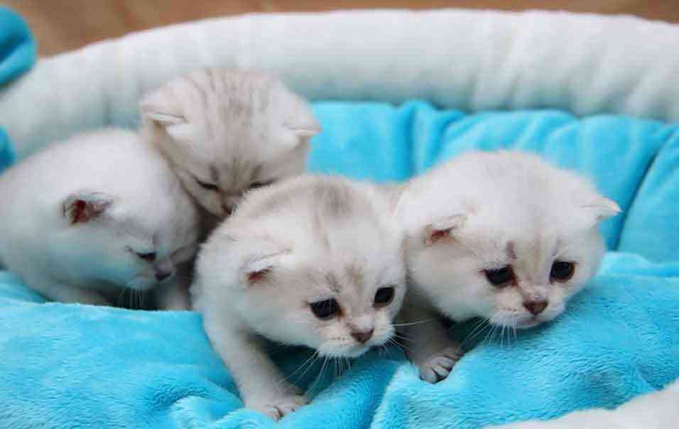動物の赤ちゃんの画像で和みましょう